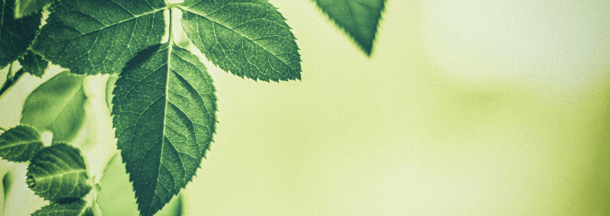 A close-up of some green leaves; photo via Anneleven/Canva.