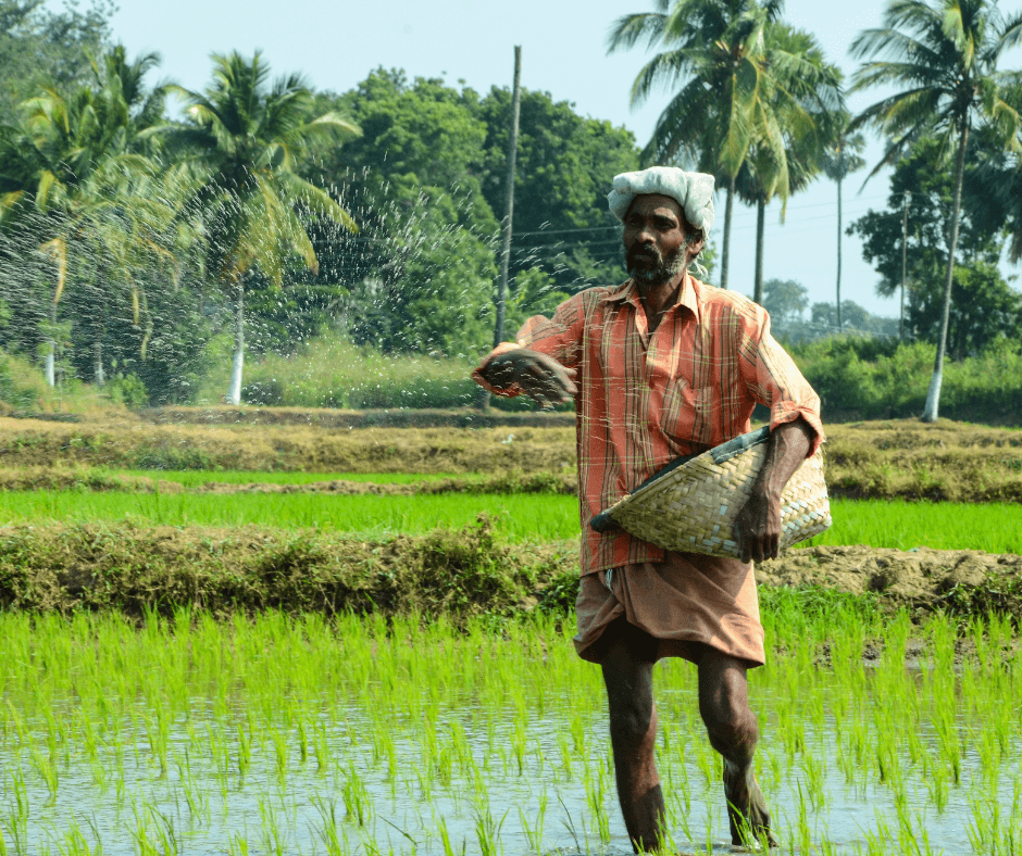 A man stands in the middle of a rice field that’s surrounded by trees; he is carrying a wicker basket.