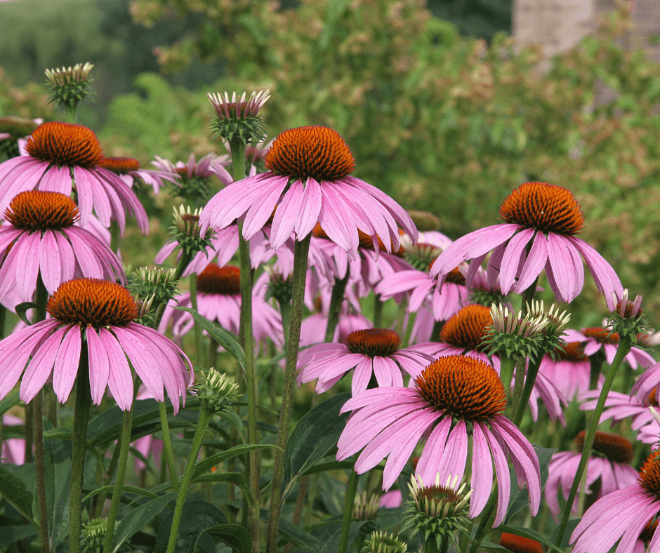 A vibrant meadow of purple coneflowers, a species of wildflower commonly found in Ohio, USA.
