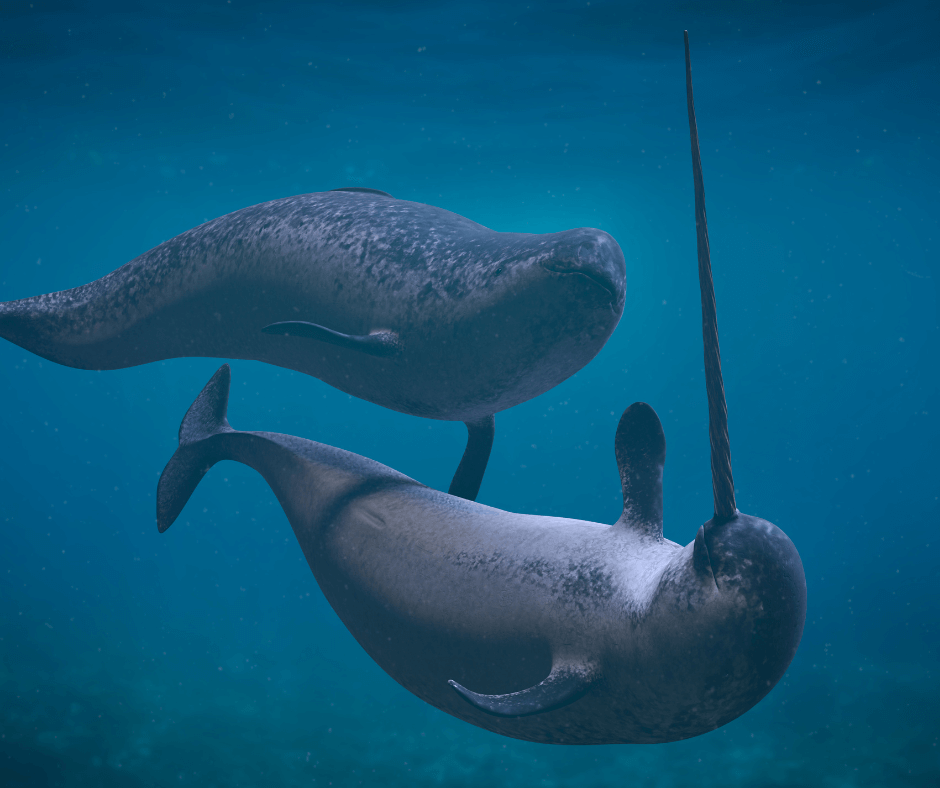 A male narwhal (with his distinctive tusk) and a female narwhal swim together in the Arctic waters.
