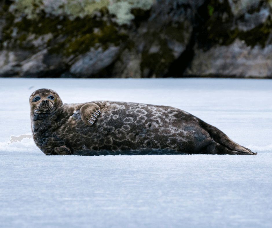 A saimaa ringed seal relaxing on some snow.