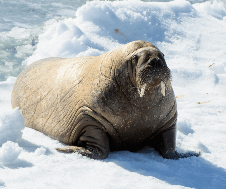 Survival in the Arctic: Animals Impacted by Climate Change ...