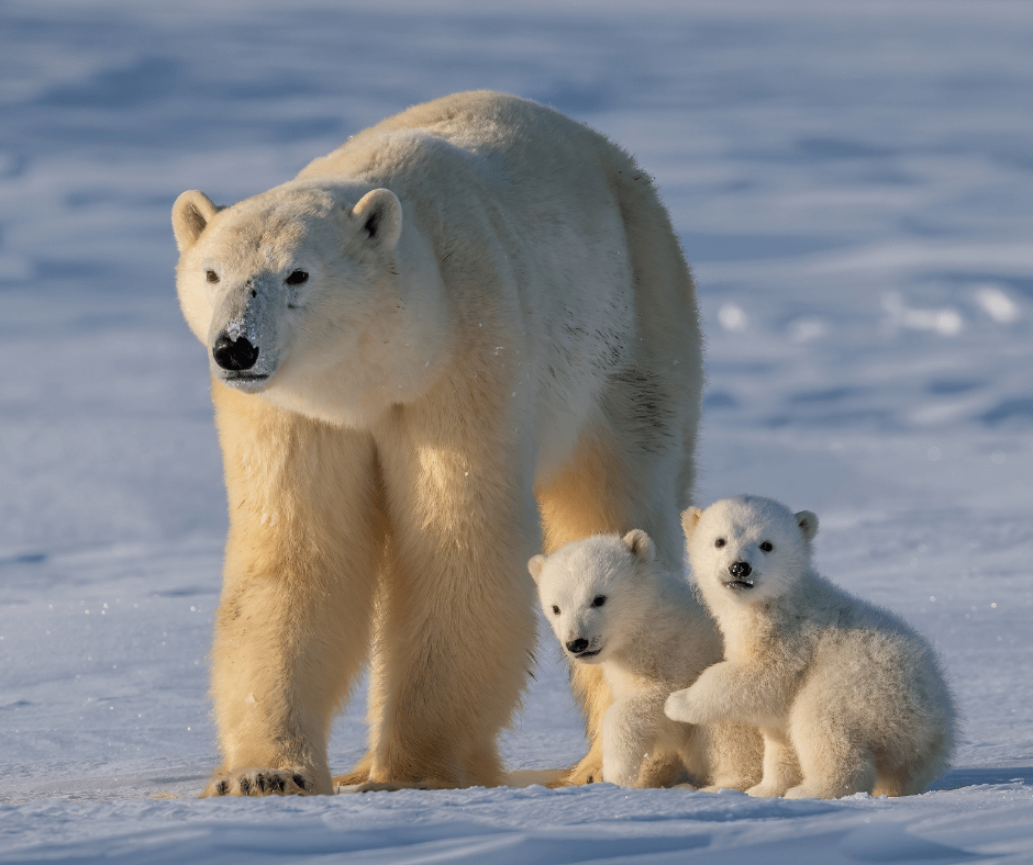 A female polar bear with two small cubs walks on snow.