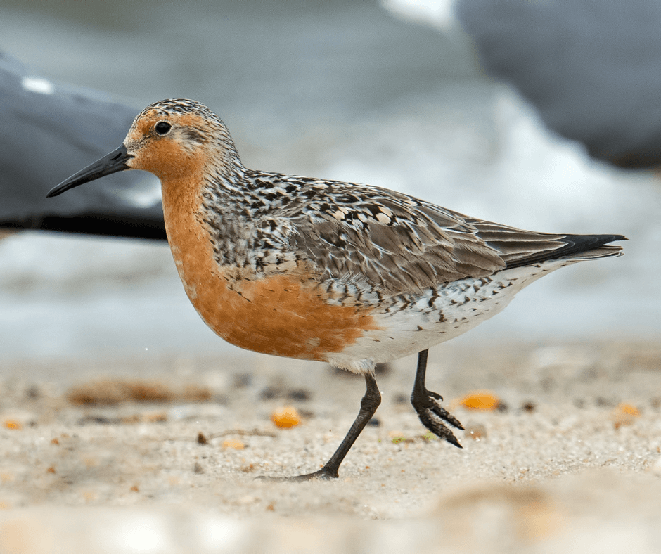 A red knot bird walks across some sand.