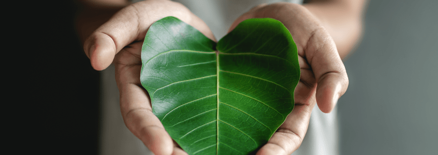 A close-up of a large, heart shaped green leaf being held in cupped hands; photo via siriwannapatphotos/Canva.