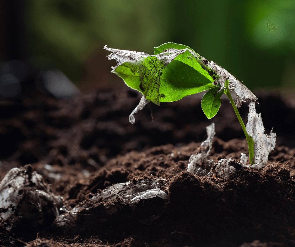 A young sprouting green plant has grown through a piece of plastic that was left on the dark brown soil.