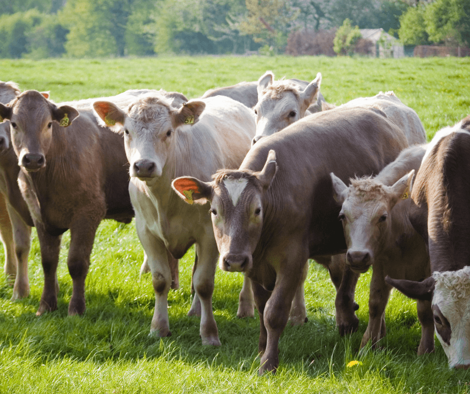 Cream- and brown-coloured, healthy-looking cows stand together and graze in a lush, rural setting.
