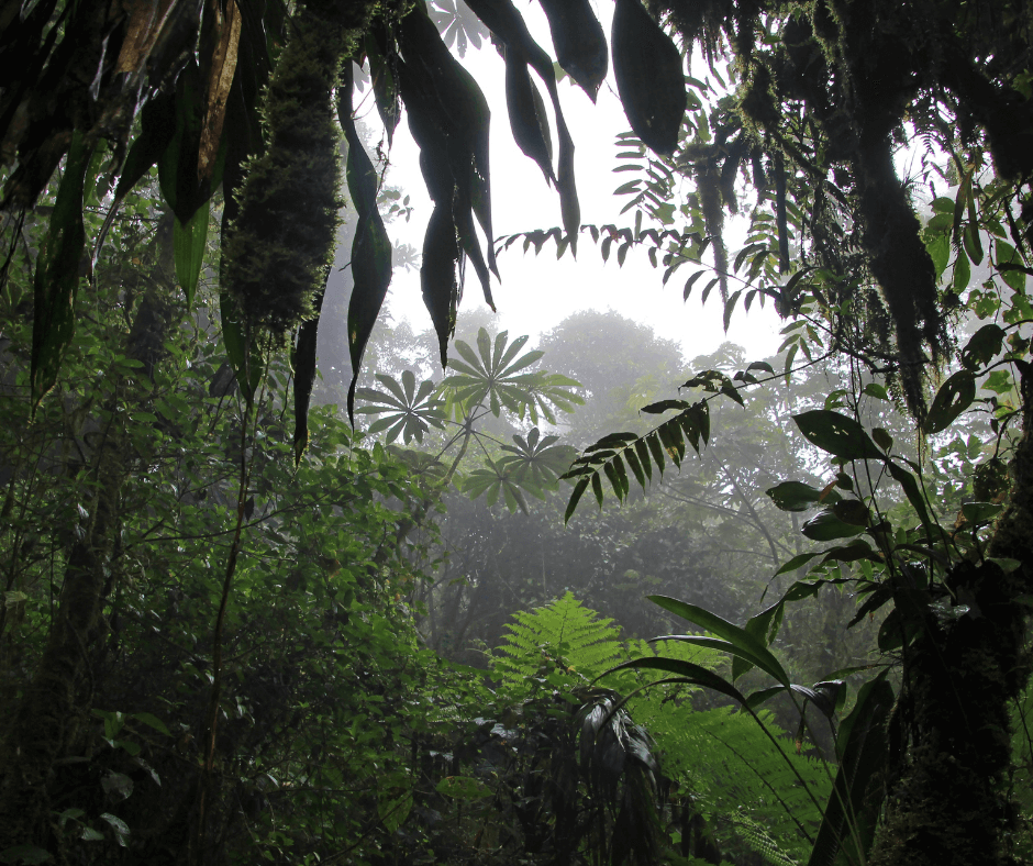 Dense rainforest with lush green foliage and various leaf shapes. Mist creates a mystical atmosphere, highlighting the vibrant, thriving vegetation.