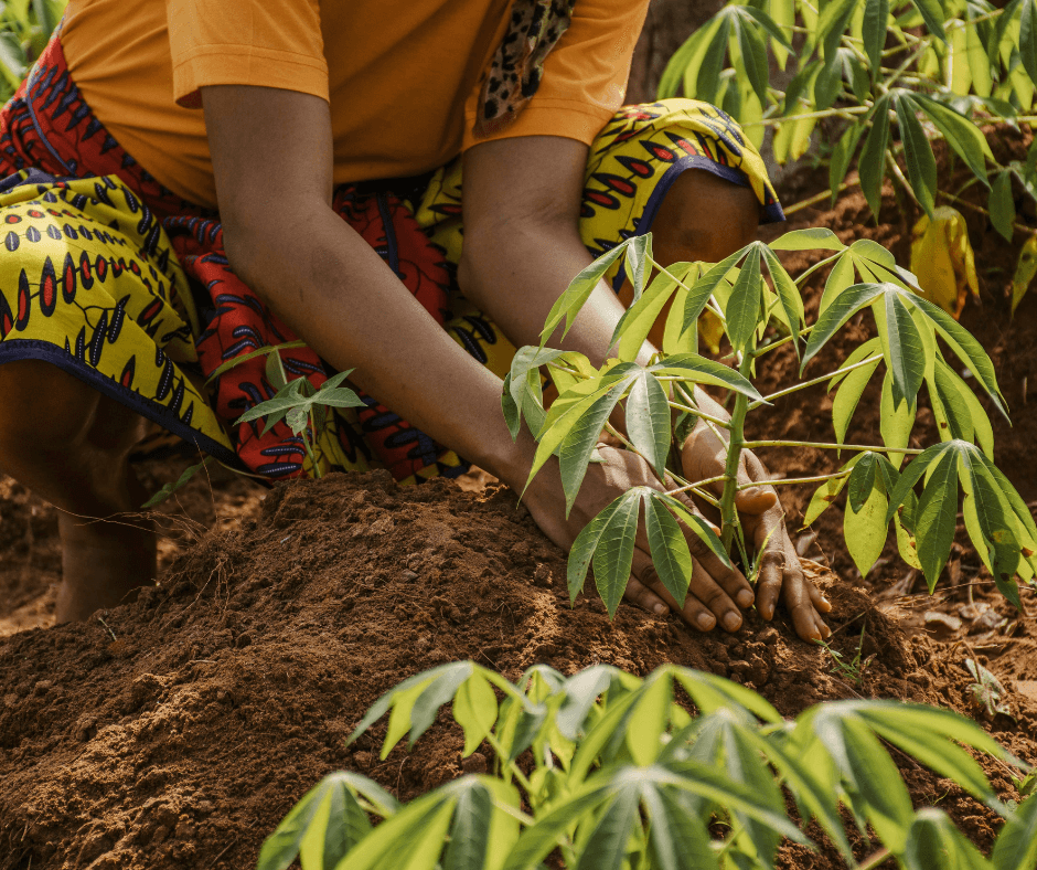 A Black person in a bright patterned skirt plants a young cassava plant in rich, red soil, conveying growth and cultivation in a vibrant environment. Only their hands and legs are visible.