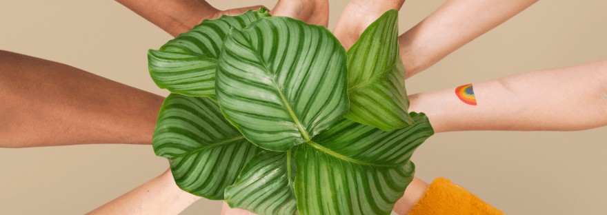 The hands of five diverse people, arranged in a circle, hold a plant with large vibrant green leaves in the centre of the photo to symbolise collective support for climate action.